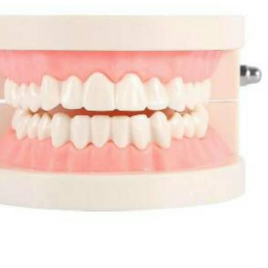 ➼ Alice dental model study edukasi dokter gigi phantom studi rahang gigi typodont gusi karet alat pe