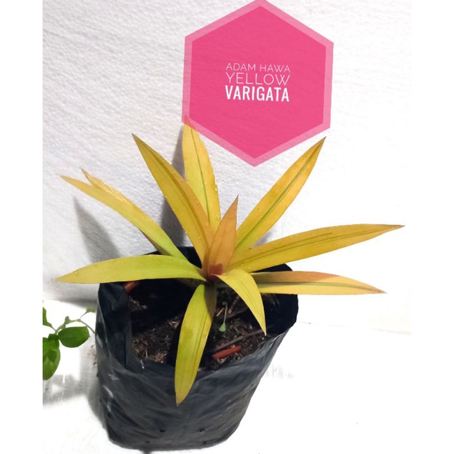 adam hawa Kuning varigata