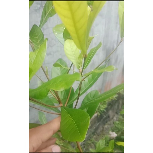 bibit miracle fruit berbunga