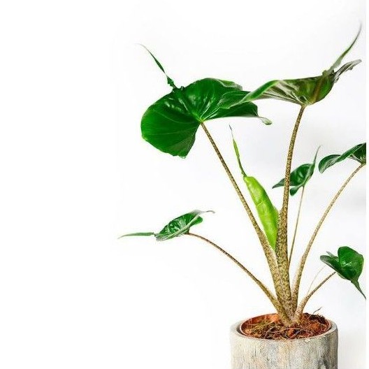 Alocasia Stingray / Alocasia Ekor Pari / Keladi Ekor Pari