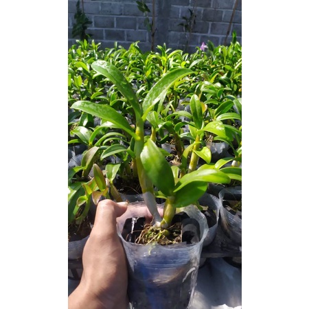 anggrek dewasa dendro