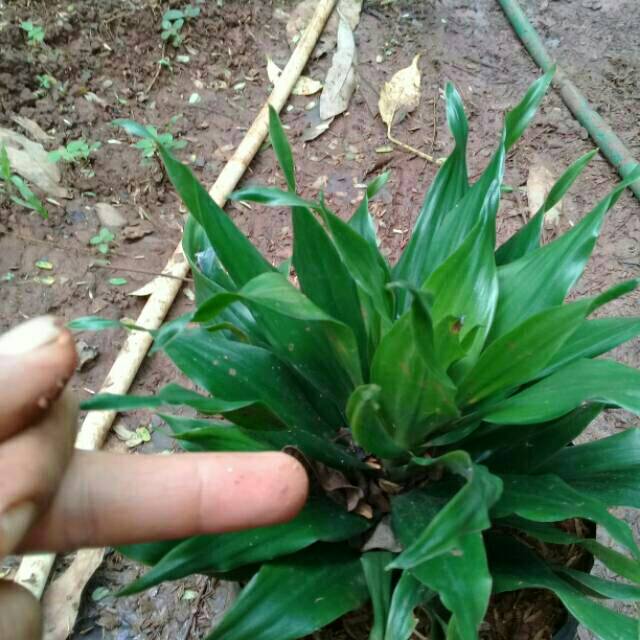 Tanaman hias hanjuang kemoceng