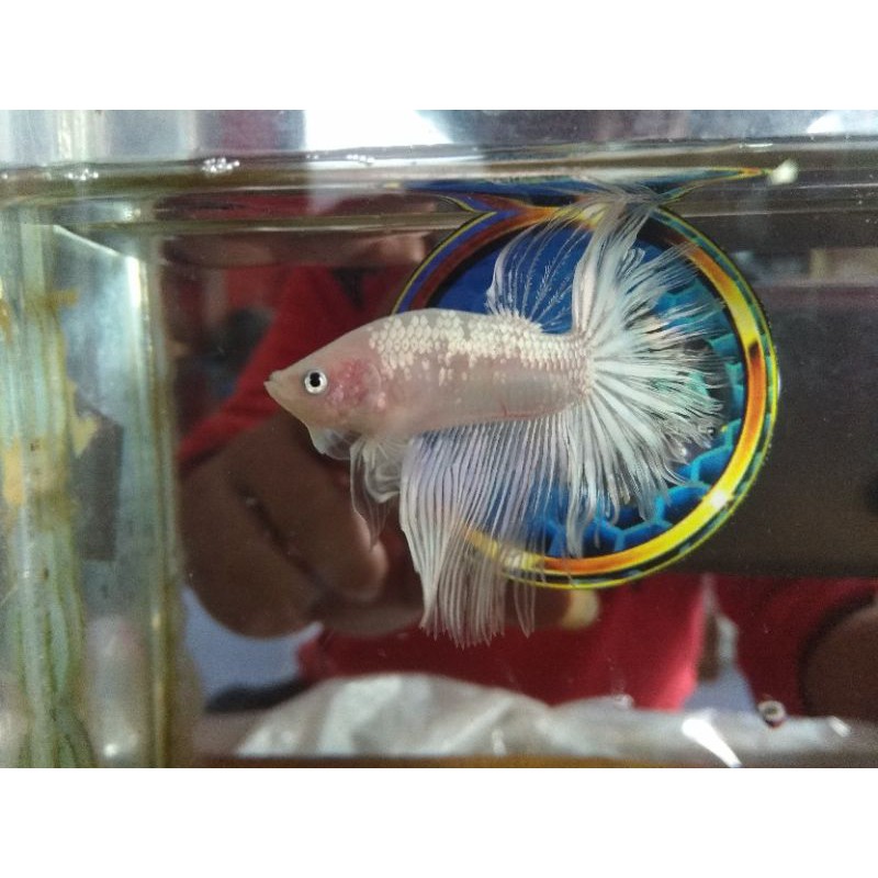 HM White Copper (halfmoon white copper)