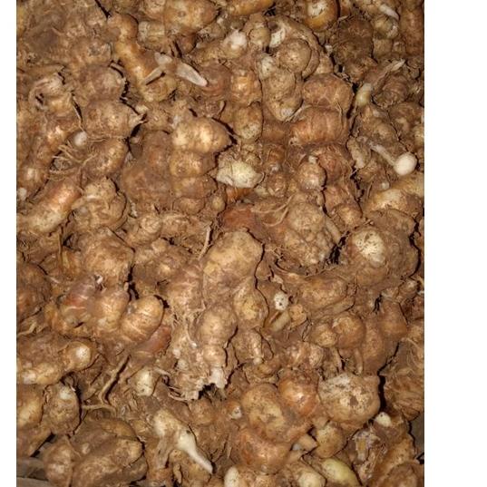 

Terlaku ✩ KENCUR / CIKUR PILIHAN SEGAR & FRESH BERAT 1 KG^