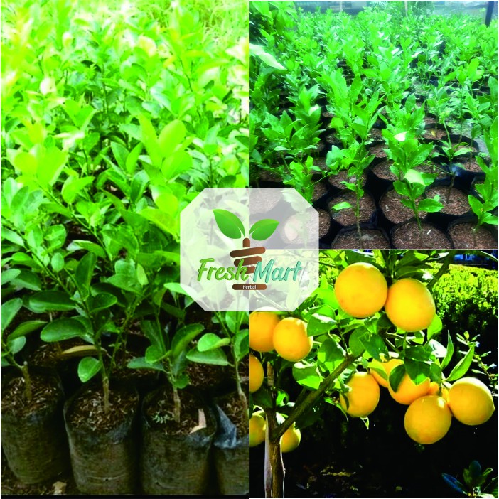 Bibit pohon jeruk lemon california - Jeruk lemon