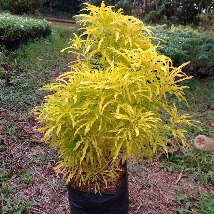 Tanaman Hias Bunga Brokoli Kuning - taman