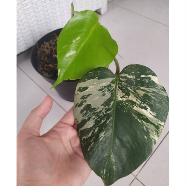 Monstera Variegata Marbel Shopee Indonesia