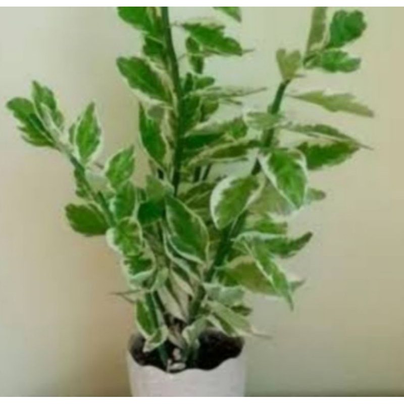 Tanaman hias zig-zag plant/patah tulang variegata