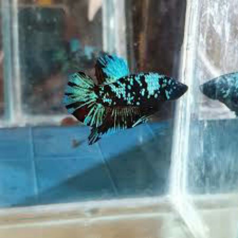 cupang avatar gordon