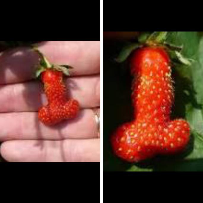 Biji Benih Tanaman Buah  Strawberry Eksotis T1Me
