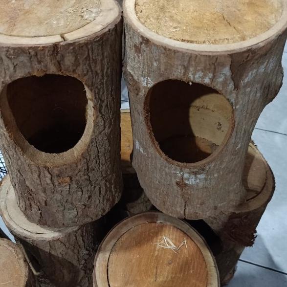 ♫ Glodok kayu burung murai - glodokan murai ♙