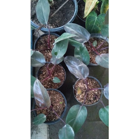 Tampilan Dewasa / Philodendron Black Majesty