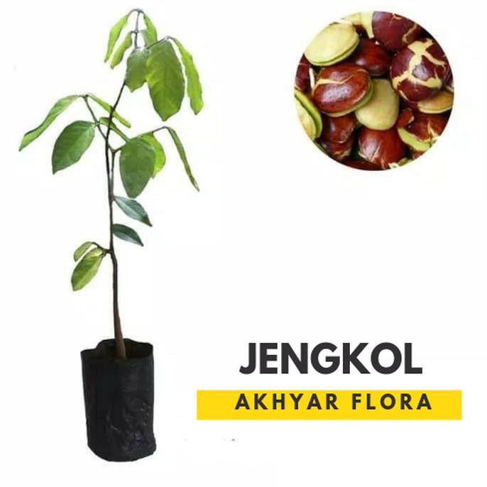 BIBIT JENGKOL SUPER POHON JENGKOL TANAMAN JENGKOL TERLARIS