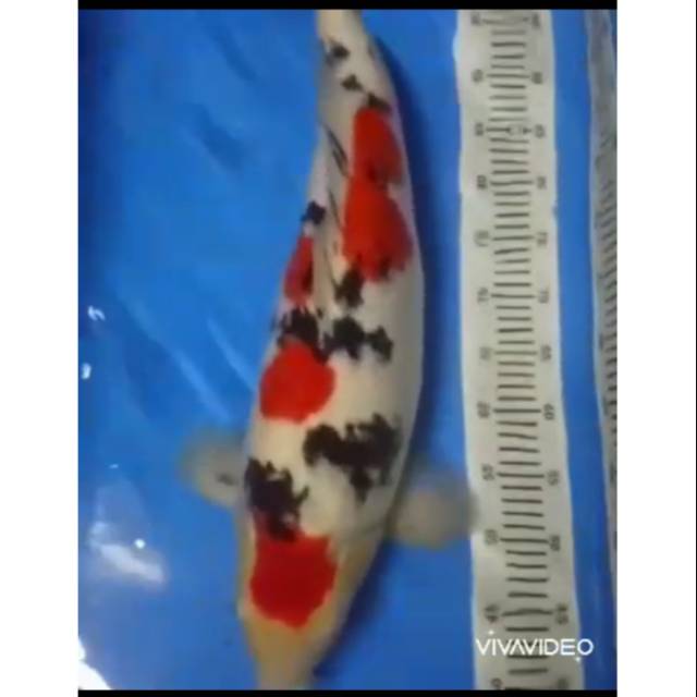 Ikan Koi Jumbo 75 Cm Super Sambel Shopee Indonesia