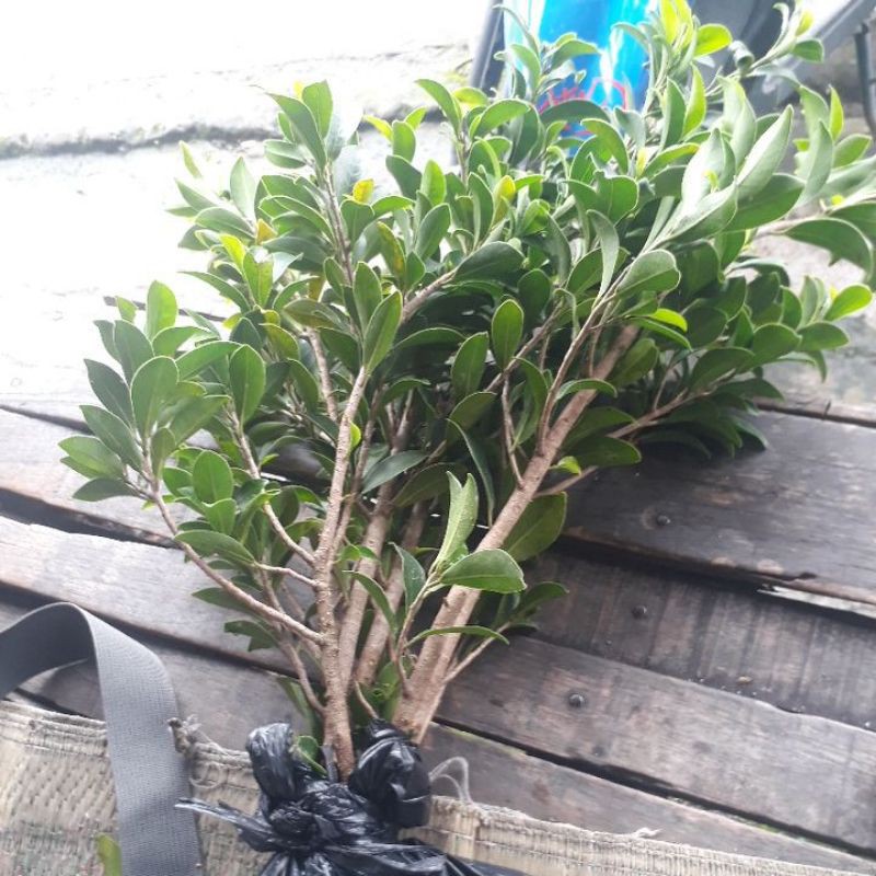Bahan bonsai beringin elegan siap tanam