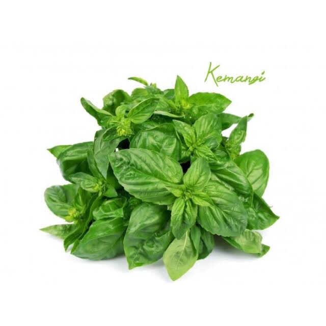 

Daun Kemangi Wangi Sedap Fresh Segar Ikat Kecil Pasar Murah Jakarta