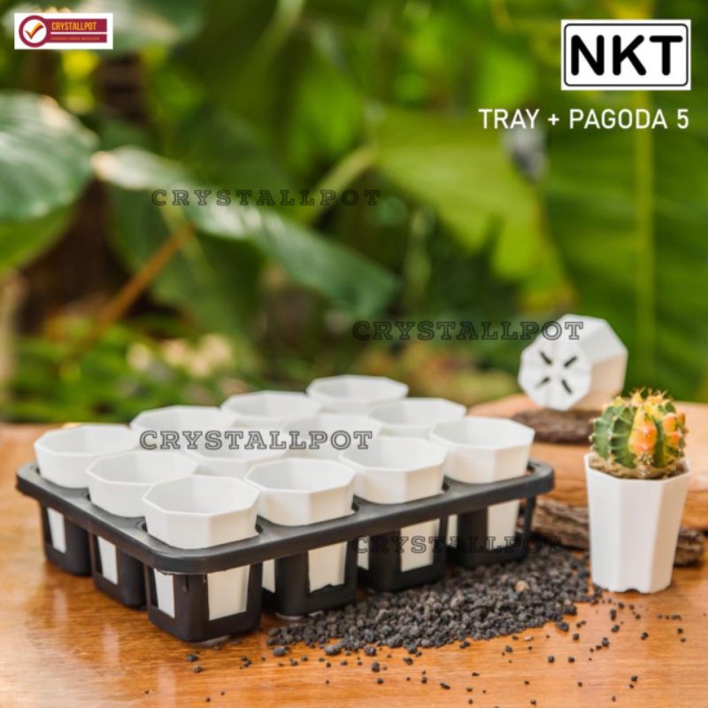 1 set Tray + POT BUNGA NKT PAGODA MINI 5CM PUTIH | tray semai bibit