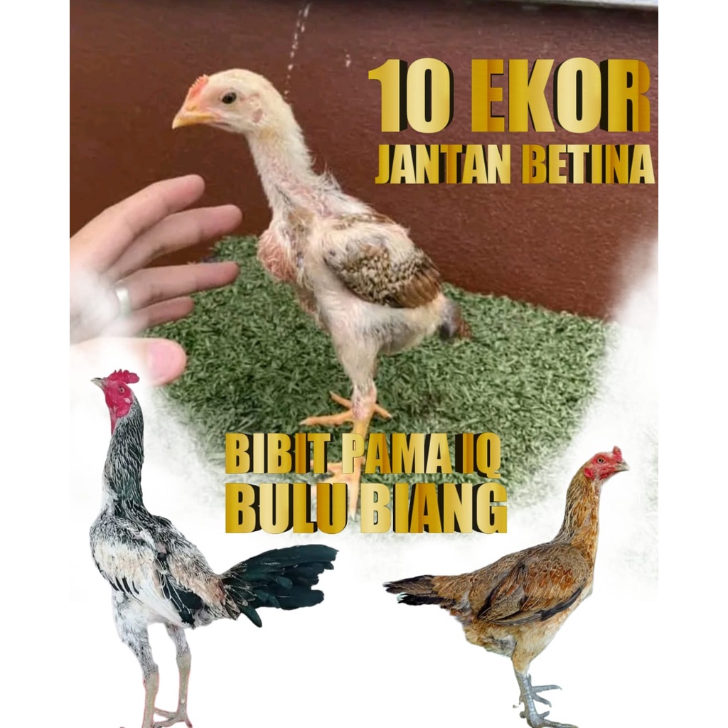 ayam bangkok asli bulbi super bibit bulu biang pama iq original