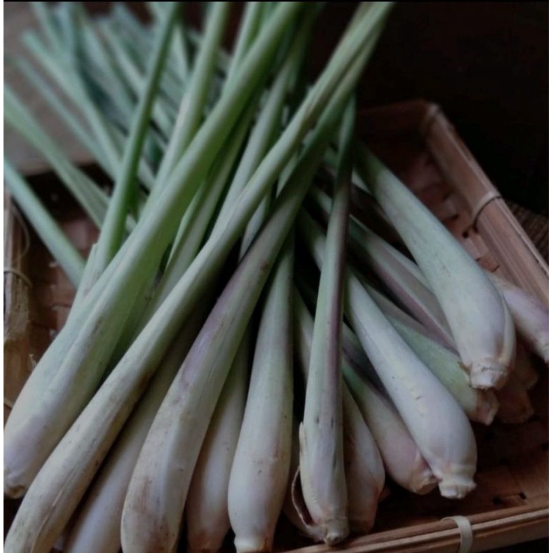 

sereh segar sereh sayur