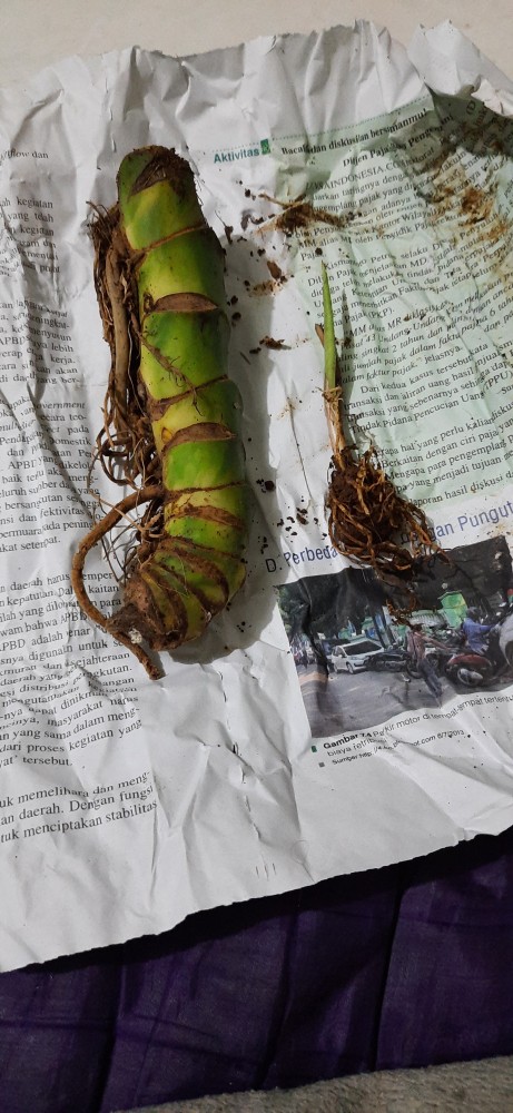 Bibit Bongol Janda Bolong Udah Bertunas Siap Tanam