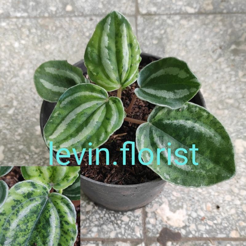 Peperomia starfuit belimbing varigata variegata / bibit tanaman hias bunga