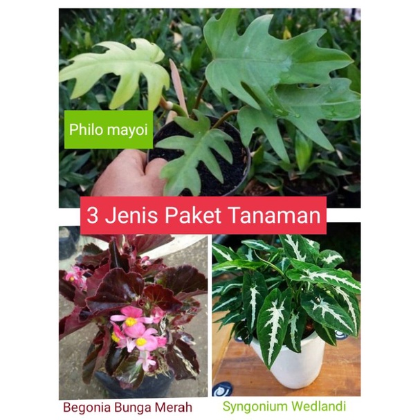(BISA COD) Paket 3 Jenis Tanaman Philo Mayoi Syngonium Wedlandi Bunga Begonia