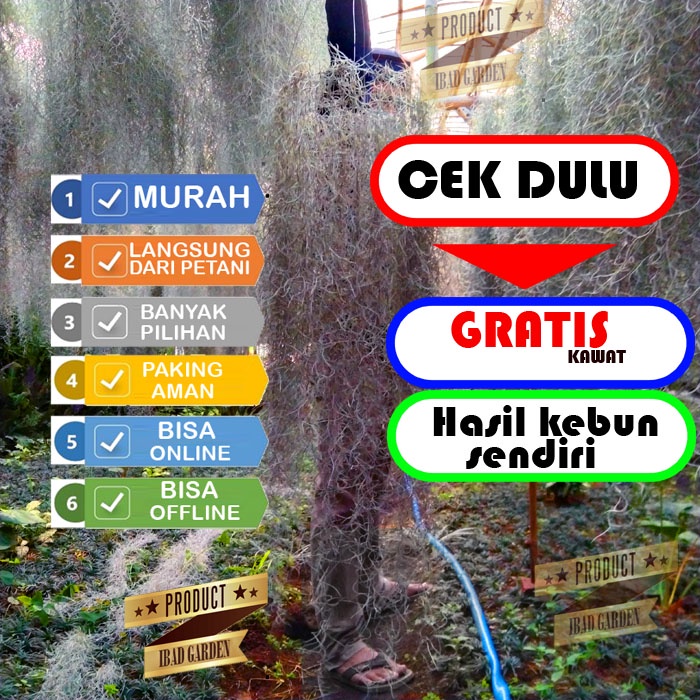Tanaman Janggut dewa 1 meter | JANGGUT NABI | janggut Musa | Tanaman hias gantung