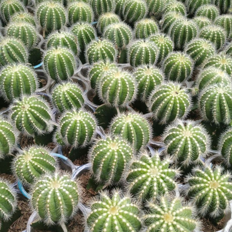 kaktus / kaktus grafting