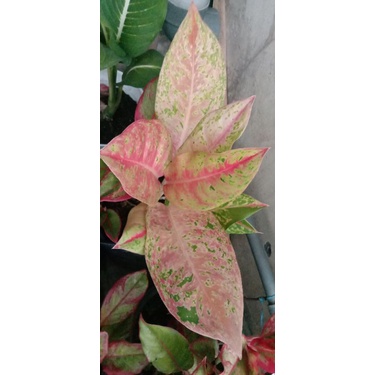 Aglonema Bigroy Jumbo Bawa Anak