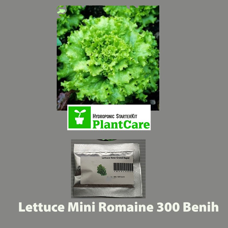 Benih Lettuce New Grand Rapid - Selada Hijau 300benih
