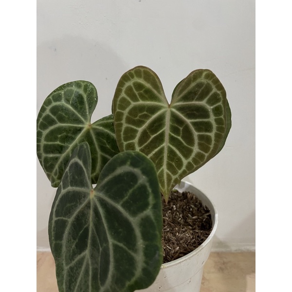 anthurium clarinervium red dot