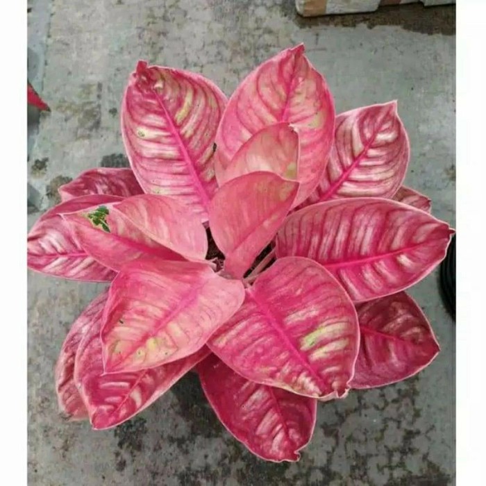 Jual Murah Bibit Bonggol Aglonema Romantic Love.. LRWe91QFdeJzeb