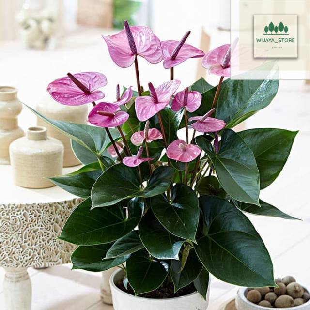 Tanaman hias anthurium mini bunga ungu -anthurium bunga cantik