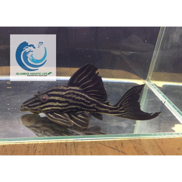 Ikan Pleco Royal Xingu (L027)