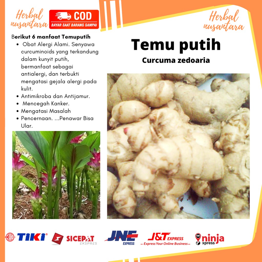 Kunyit Putih Segar 1kg Temu Putihcurcuma Zedoaria Shopee Indonesia 3774