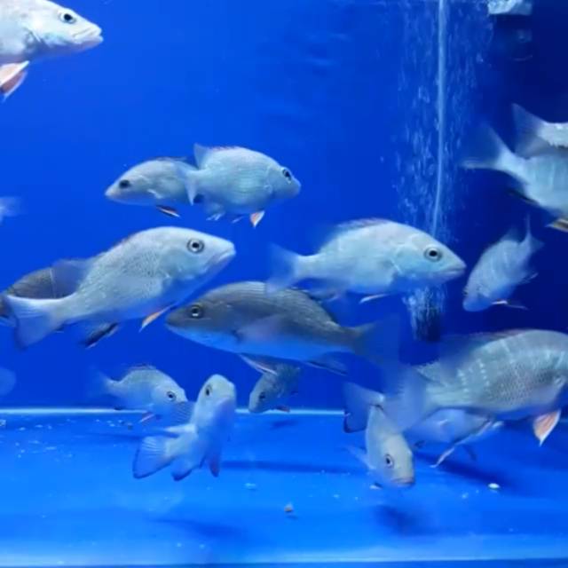 2 EkorMangrove Jack (MJ) 100% air tawar 6 cm