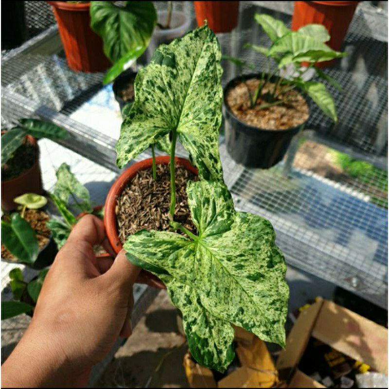 Tanaman hias syngonium mojito / singonium mojito