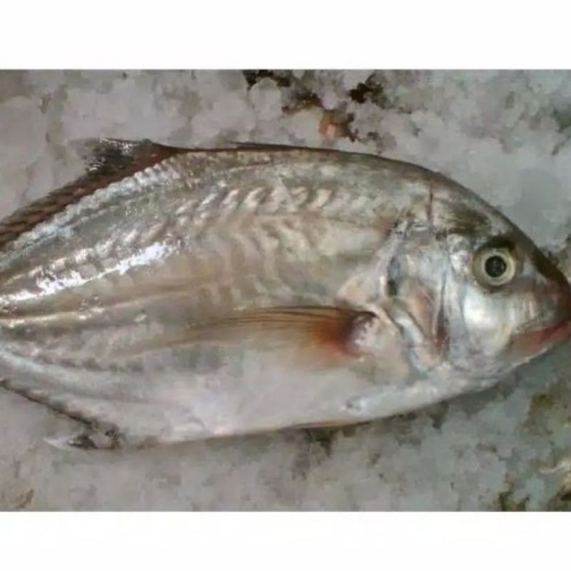 

ikan kue segar ikan laut fresh 1kg