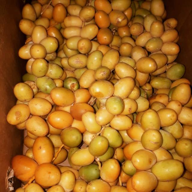 

Kurma muda