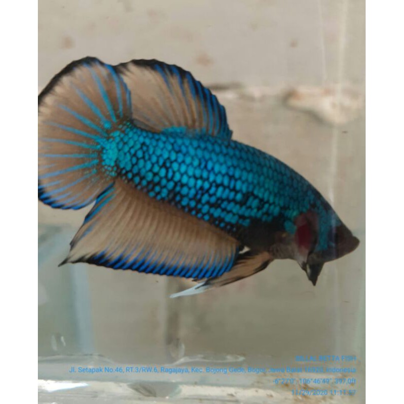 cupang hias mustard gas plakat