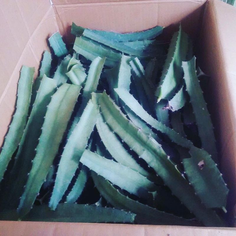 Bibit Buah Naga Putih Super