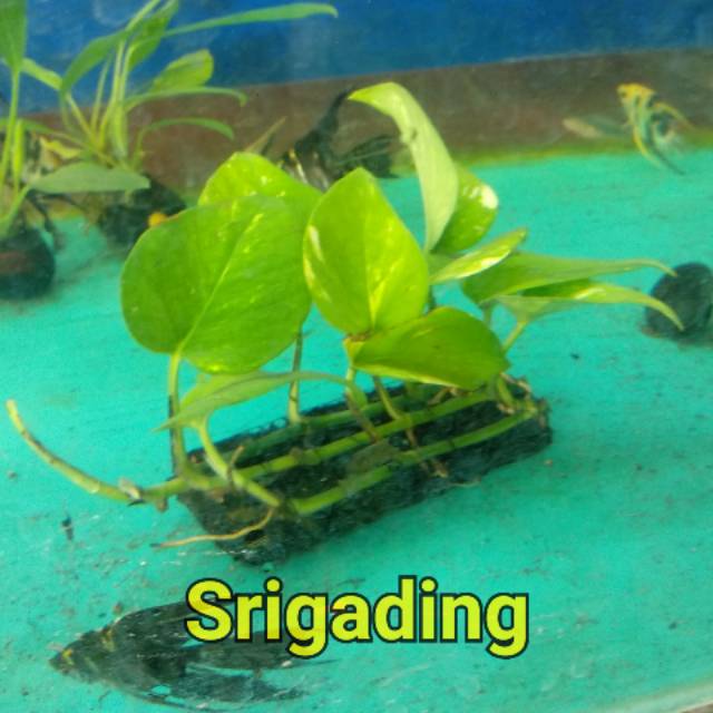 Tanaman Aquascape Paludarium