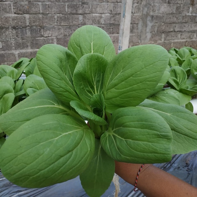 

Pakchoy