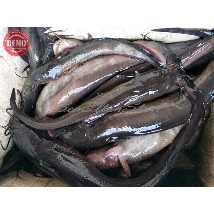 

IKAN SEMBILANG Ikan Laut Segar
