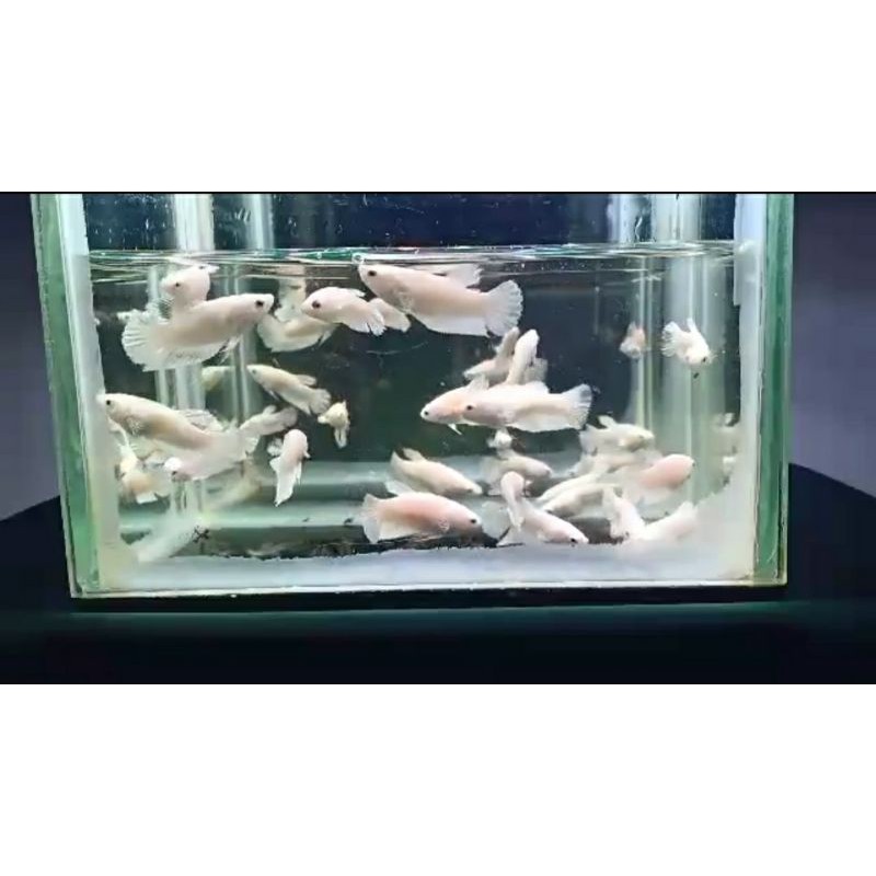 

PARTAI WHITE PLATINUM 450 EKOR