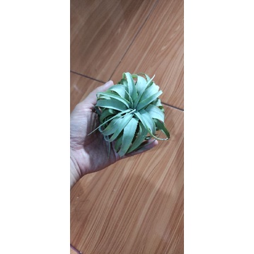 Tillandsia xero xerographica king raja tillandsia