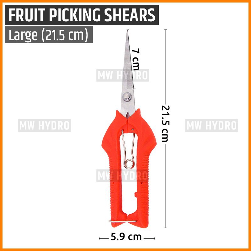 Gunting Buah, Bunga, Daun, Bonsai - Fruit Picking, Thinning Shears - L