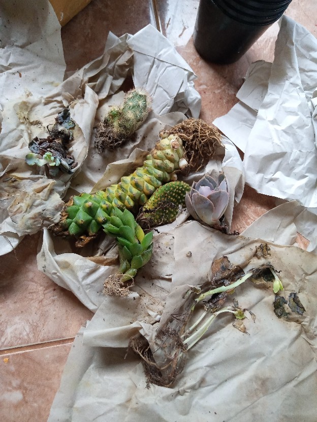 Kaktus Dan Sukulen Opuntia Mickey Ownroot
