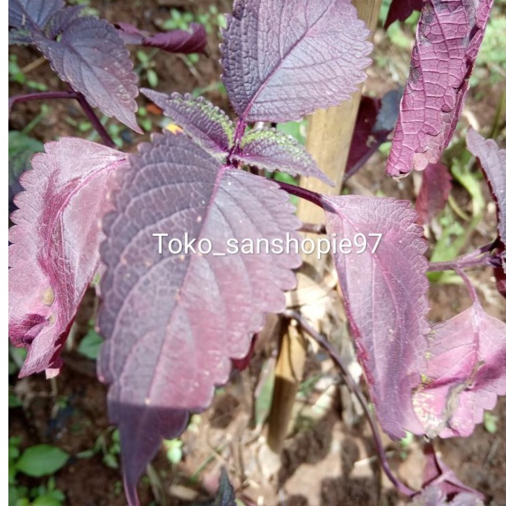 

Daun ileur atau jawer kotok 500 gram