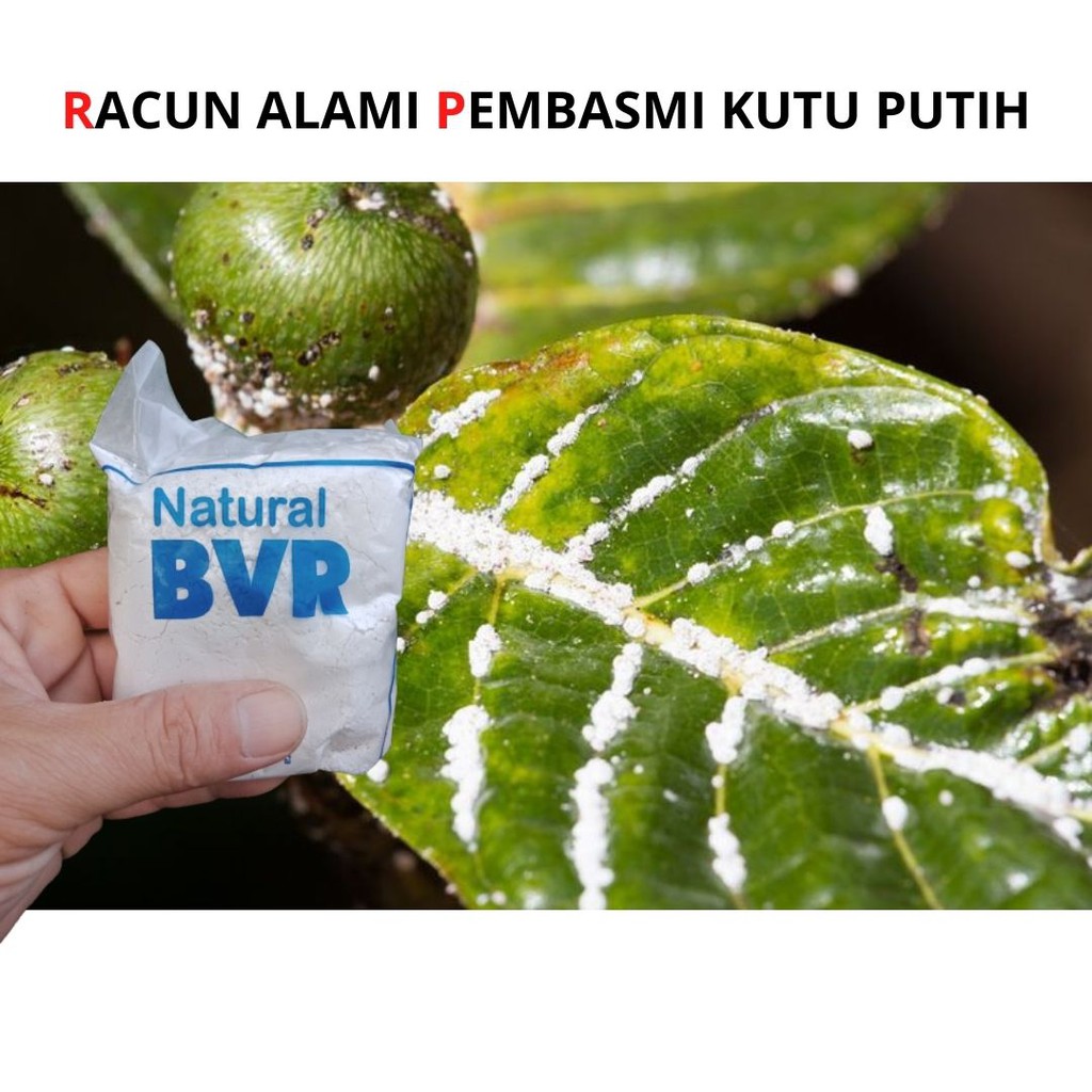 obat hama kutu putih daun tanaman-obat hama kutu putih-obat hama kutu putih di daun-obat hama kutu p